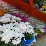 Floricultura Casa das Flores se prepara para o Dia de Finados