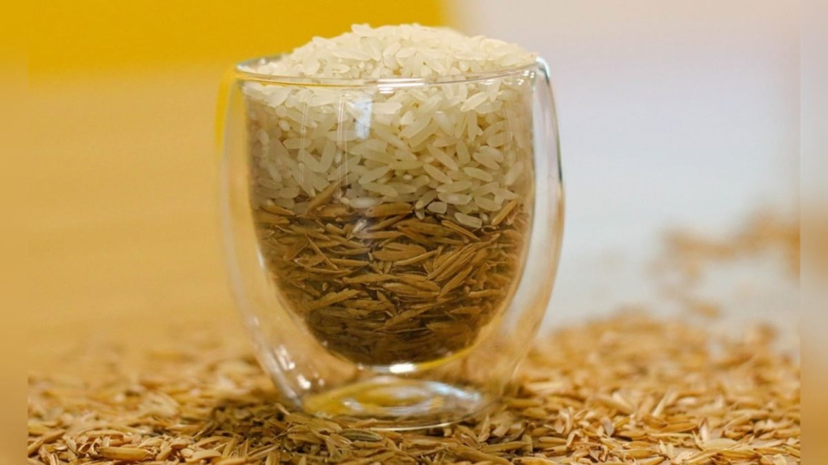 Da plantação à mesa: como funciona a cadeia de suprimentos do arroz?