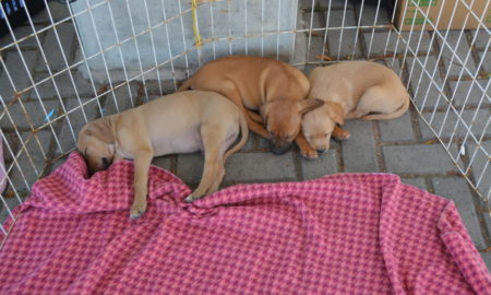 Morro da Fumaça lança campanha para auxílio da causa animal