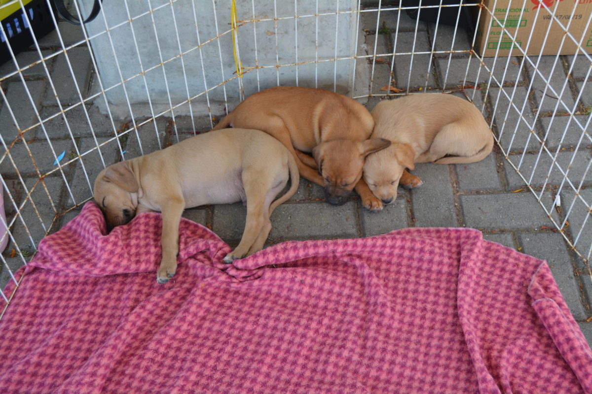 Morro da Fumaça lança campanha para auxílio da causa animal