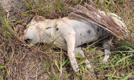 Cães são envenenados em Morro da Fumaça