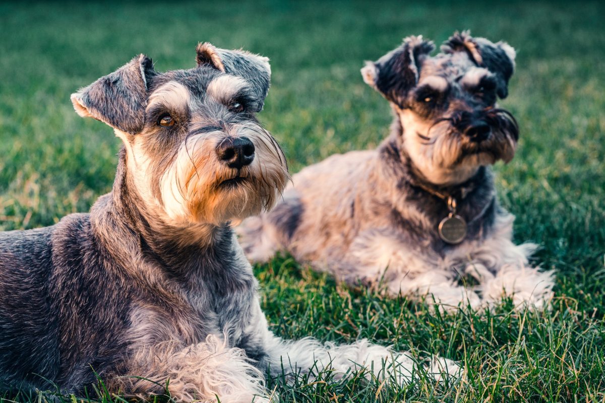 Dissolvida relação, parte que mantém guarda de pet não pode querer socializar despesas