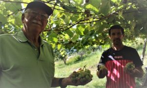 Agricultores fumacenses investem no cultivo da uva Goethe