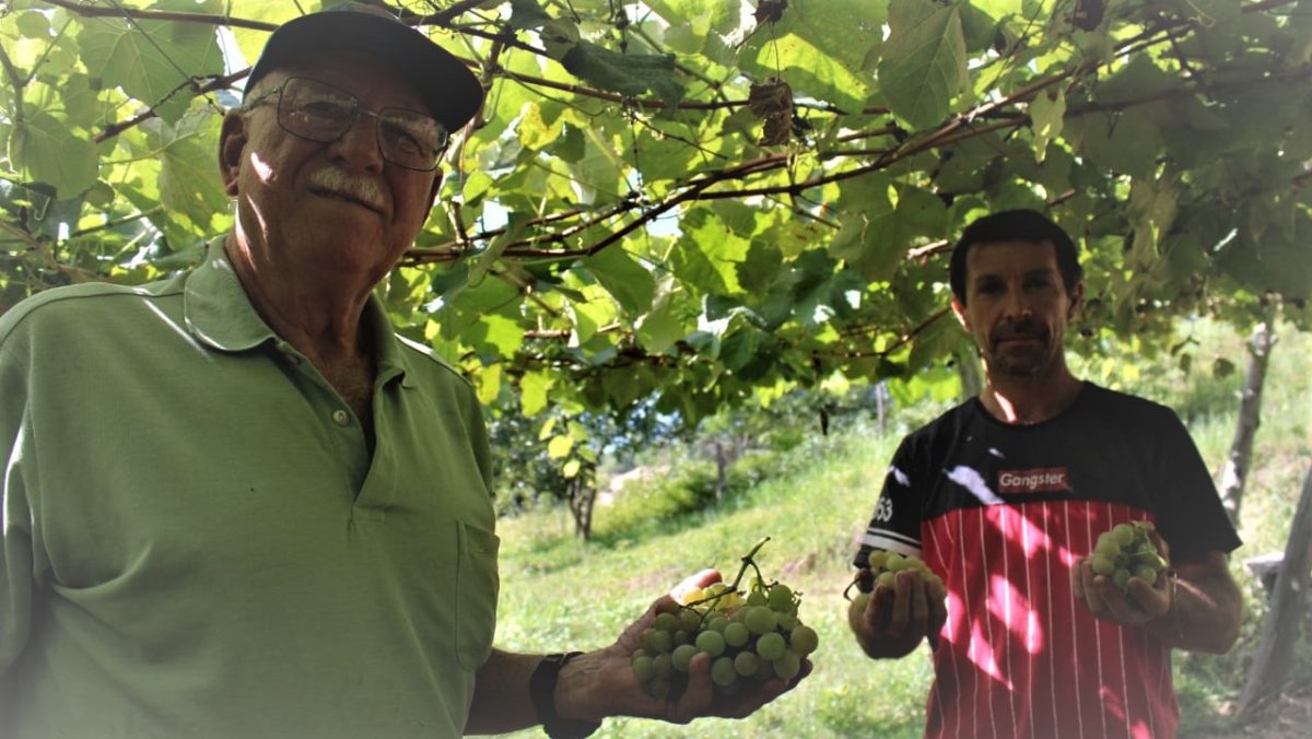 Agricultores fumacenses investem no cultivo da uva Goethe