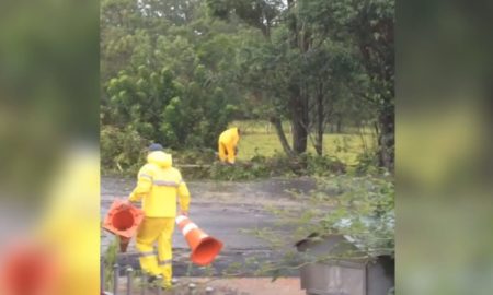 Bombeiros retiram árvore caída na Rodovia Genésio Mazon (VÍDEO)