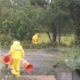 Bombeiros retiram árvore caída na Rodovia Genésio Mazon (VÍDEO)