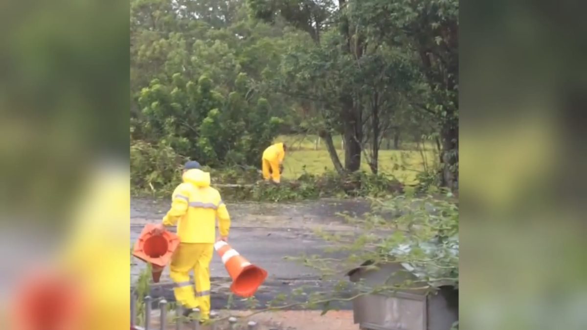 Bombeiros retiram árvore caída na Rodovia Genésio Mazon (VÍDEO)