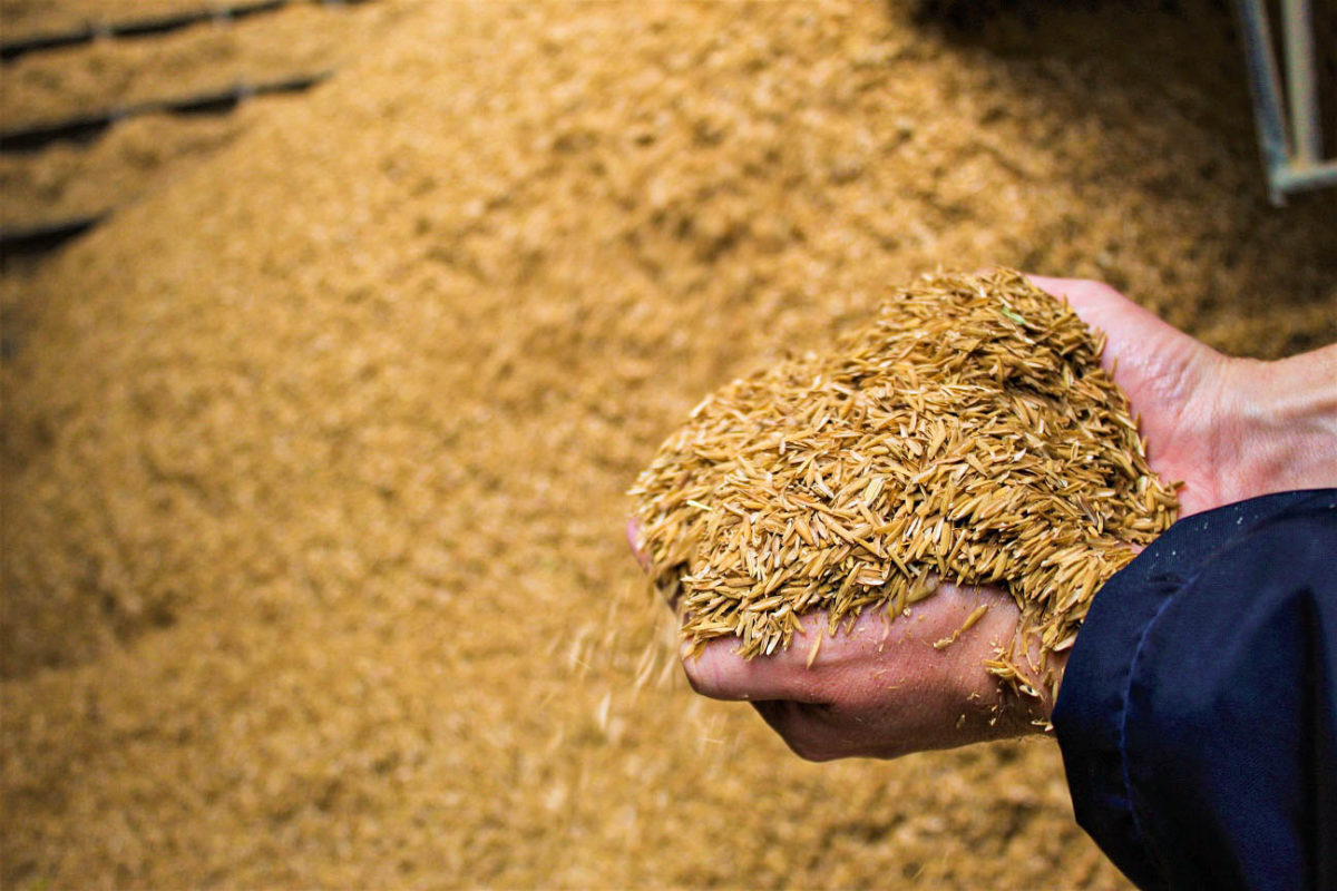 Virando energia, 31 mil toneladas de casca de arroz deixaram de ser descartadas em 2021