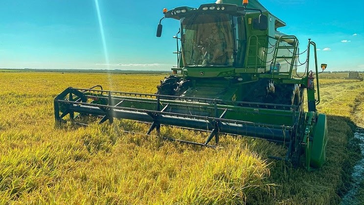 Com a colheita do arroz, conheça a origem dos principais grãos da Kiarroz