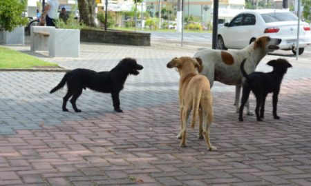 Em alusão ao Dia do Animal de Rua, Fumaf e Departamento de Agricultura promovem ação de vacinação