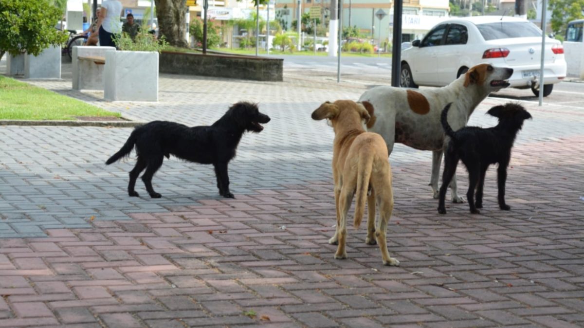 Em alusão ao Dia do Animal de Rua, Fumaf e Departamento de Agricultura promovem ação de vacinação