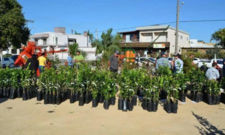 Campanha de mudas frutíferas da Epagri segue até 15 de junho