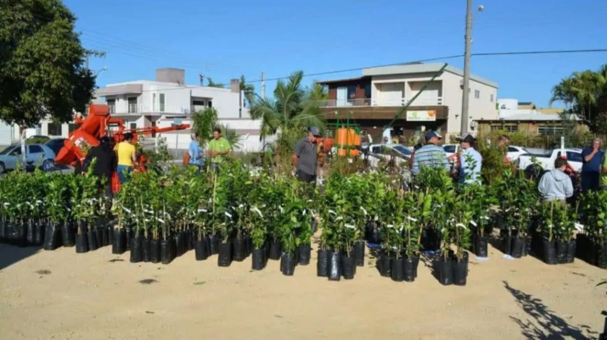 Campanha de mudas frutíferas da Epagri segue até 15 de junho