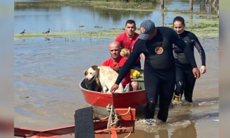 Animais ilhados são resgatados em Morro da Fumaça