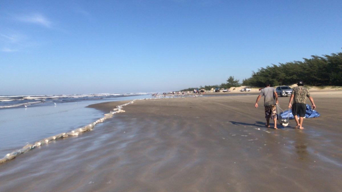 Sete toneladas de tainha no Balneário Esplanada