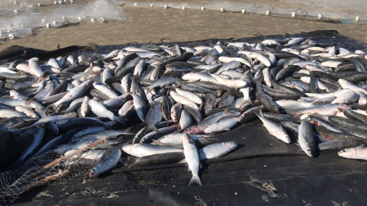 Sete toneladas de tainha no Balneário Esplanada