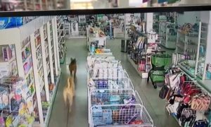 Cães invadem farmácia e assustam clientes e funcionários (VÍDEOS)