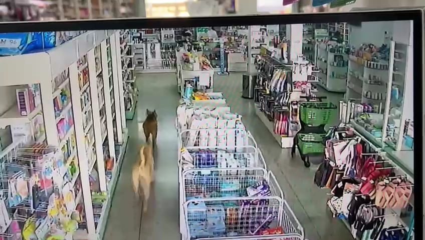 Cães invadem farmácia e assustam clientes e funcionários (VÍDEOS)
