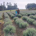 Casal faz experiência com plantação de lavanda em Morro da Fumaça