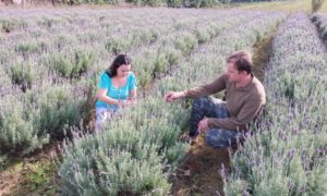 Casal faz experiência com plantação de lavanda em Morro da Fumaça