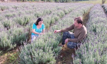 Casal faz experiência com plantação de lavanda em Morro da Fumaça