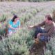 Casal faz experiência com plantação de lavanda em Morro da Fumaça