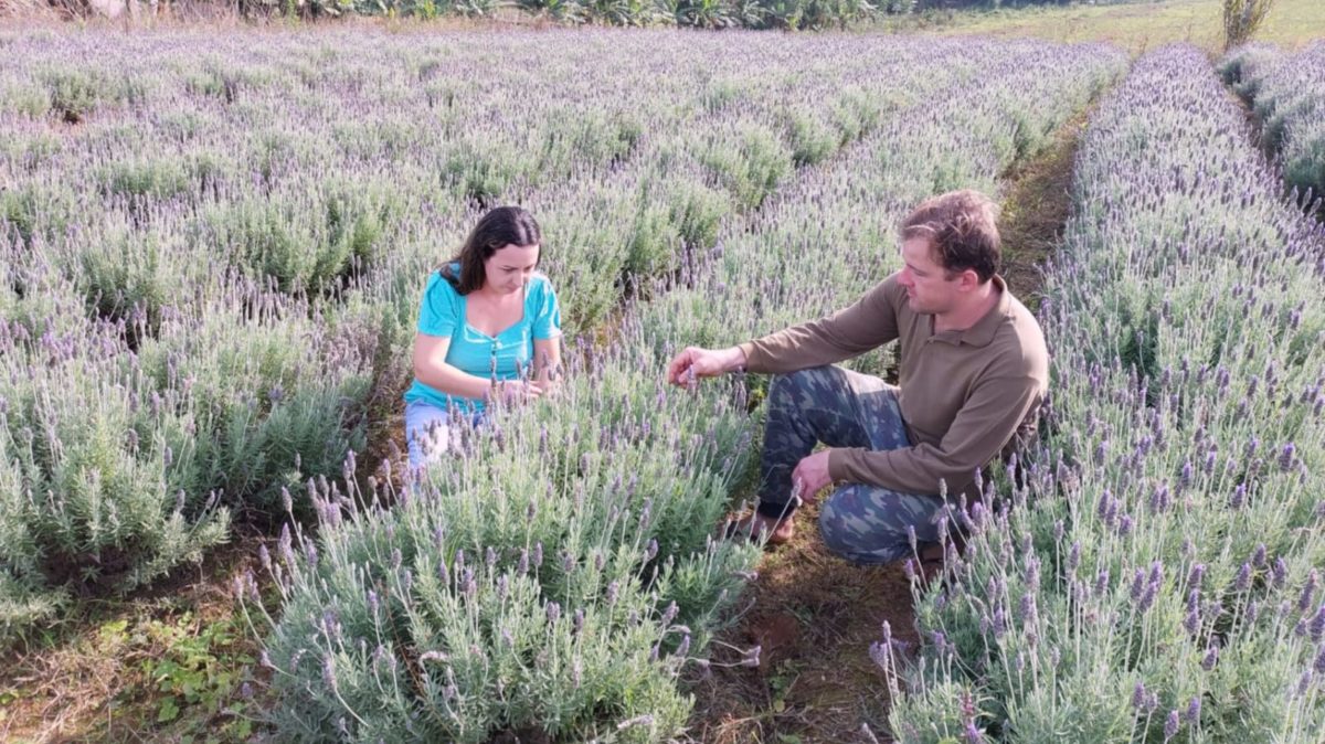 Casal faz experiência com plantação de lavanda em Morro da Fumaça