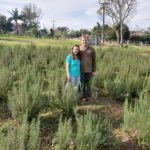 Casal faz experiência com plantação de lavanda em Morro da Fumaça