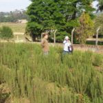 Casal faz experiência com plantação de lavanda em Morro da Fumaça