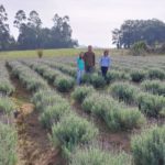 Casal faz experiência com plantação de lavanda em Morro da Fumaça