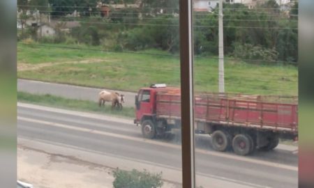 Cavalos soltos colocam em risco segurança de motoristas