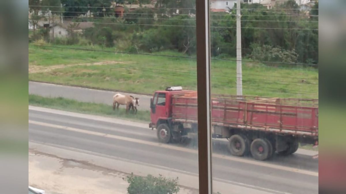 Cavalos soltos colocam em risco segurança de motoristas