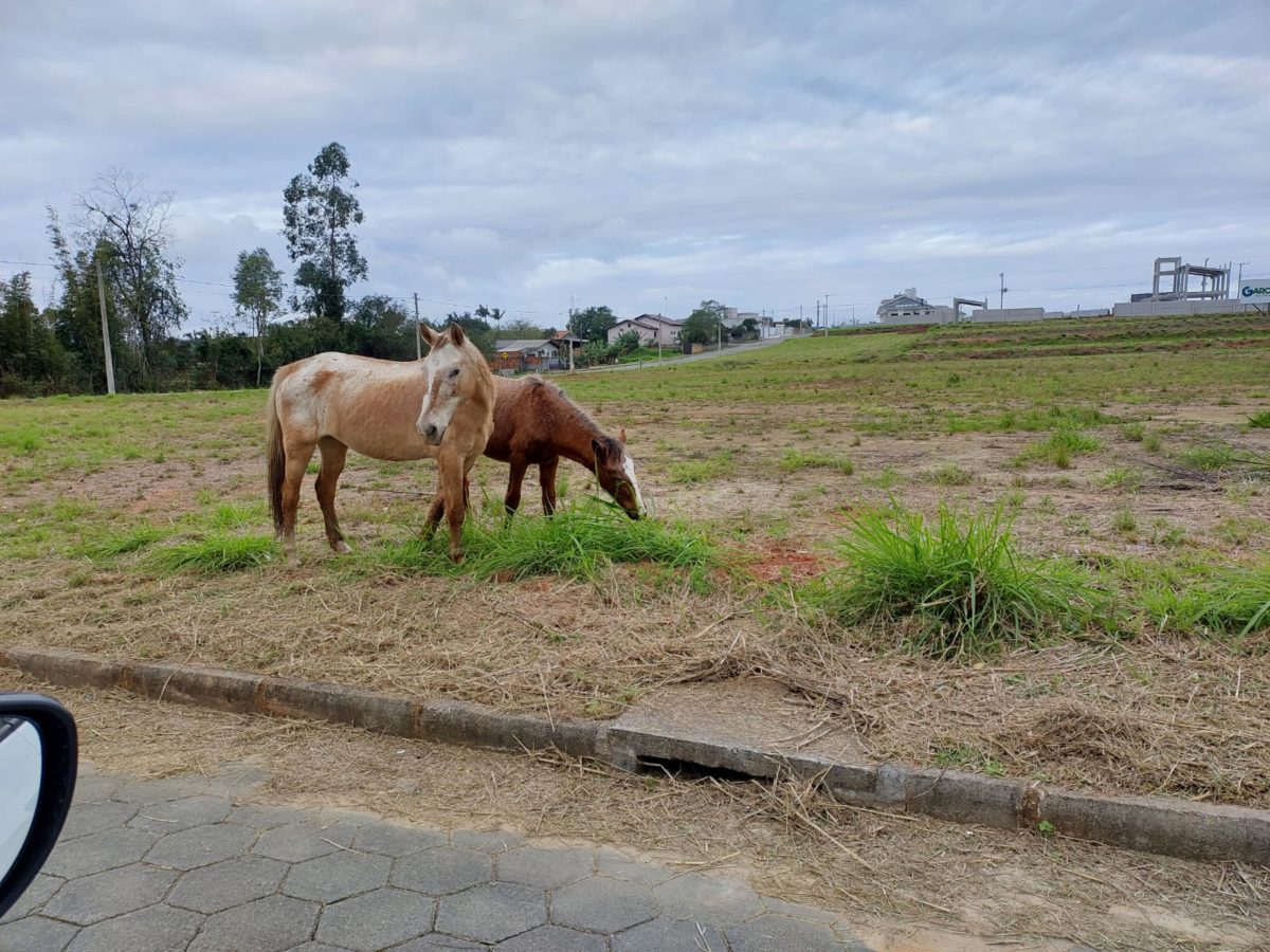 Cavalos soltos colocam em risco segurança de motoristas