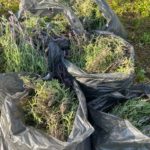 Extração industrial do óleo de lavanda é realizada em Morro da Fumaça