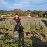 Extração industrial do óleo de lavanda é realizada em Morro da Fumaça