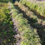 Extração industrial do óleo de lavanda é realizada em Morro da Fumaça