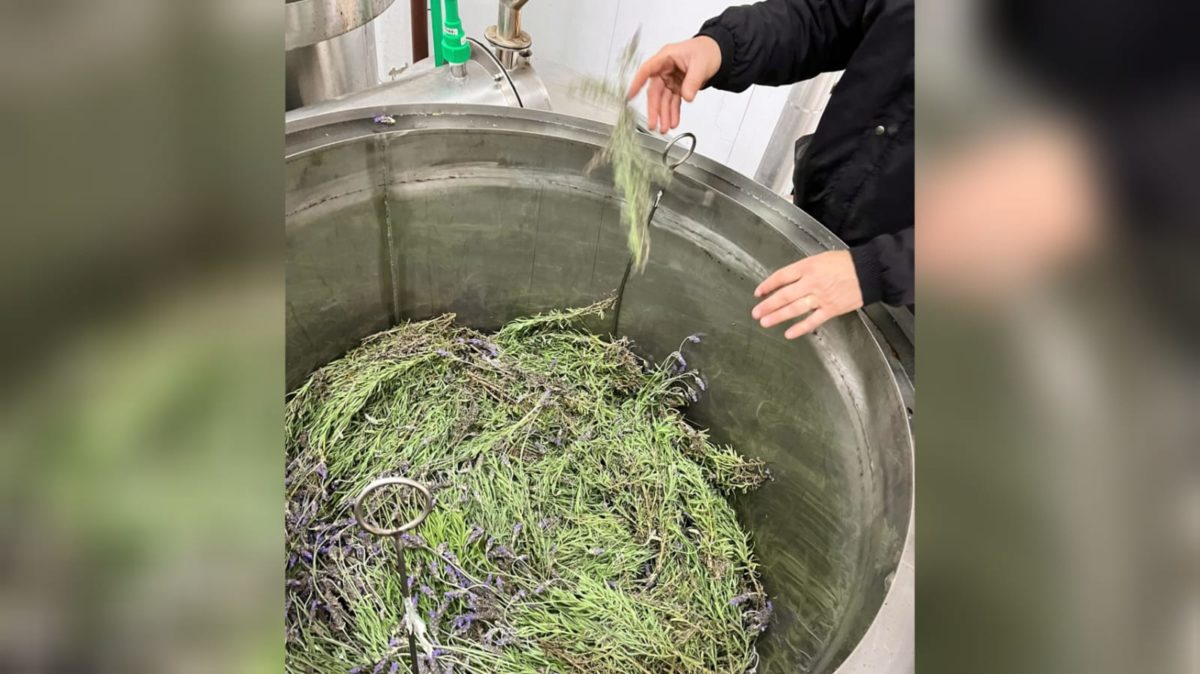 Extração industrial do óleo de lavanda é realizada em Morro da Fumaça