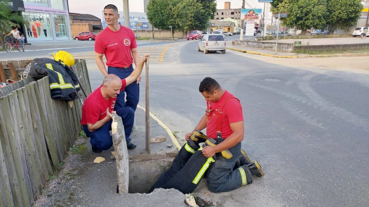 Corpo de Bombeiros tenta resgatar gato preso em bueiro