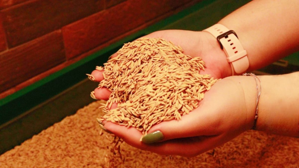 Safra 2022/23: início da plantação de arroz traz boas expectativas para a indústria
