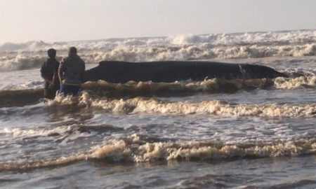 Filhote de baleia encalha no Balneário Esplanada