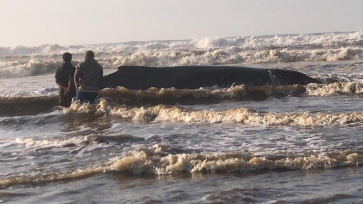 Filhote de baleia encalha no Balneário Esplanada