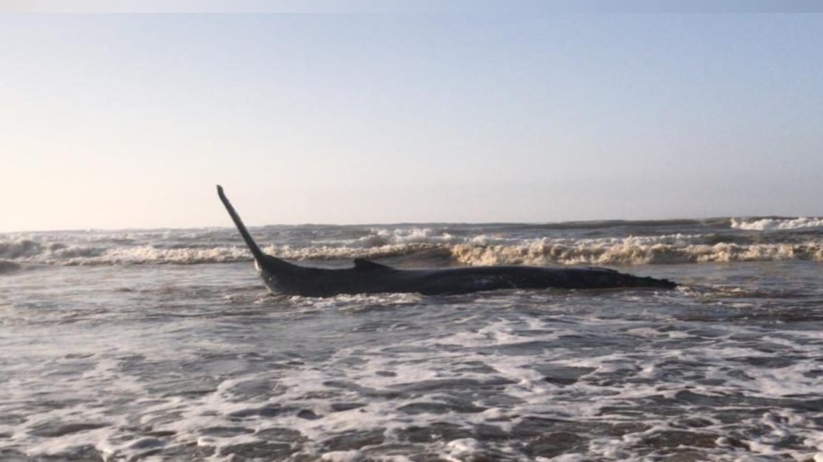 Filhote de baleia encalha no Balneário Esplanada