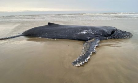 Baleia encalhada na praia da Esplanada deverá receber eutanásia