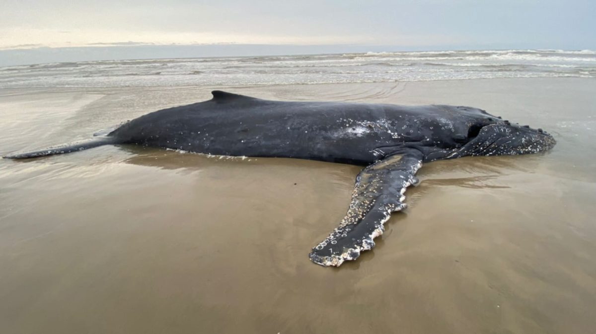 Baleia encalhada na praia da Esplanada deverá receber eutanásia