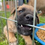 Animais são adotados em Feira do Leo Clube e ONG Vida de Cão