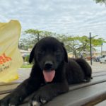 Animais são adotados em Feira do Leo Clube e ONG Vida de Cão