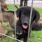 Animais são adotados em Feira do Leo Clube e ONG Vida de Cão