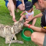 Animais são adotados em Feira do Leo Clube e ONG Vida de Cão