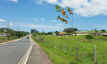 Plantio de árvores na comunidade de Linha Torrens busca embelezamento e atração de turistas