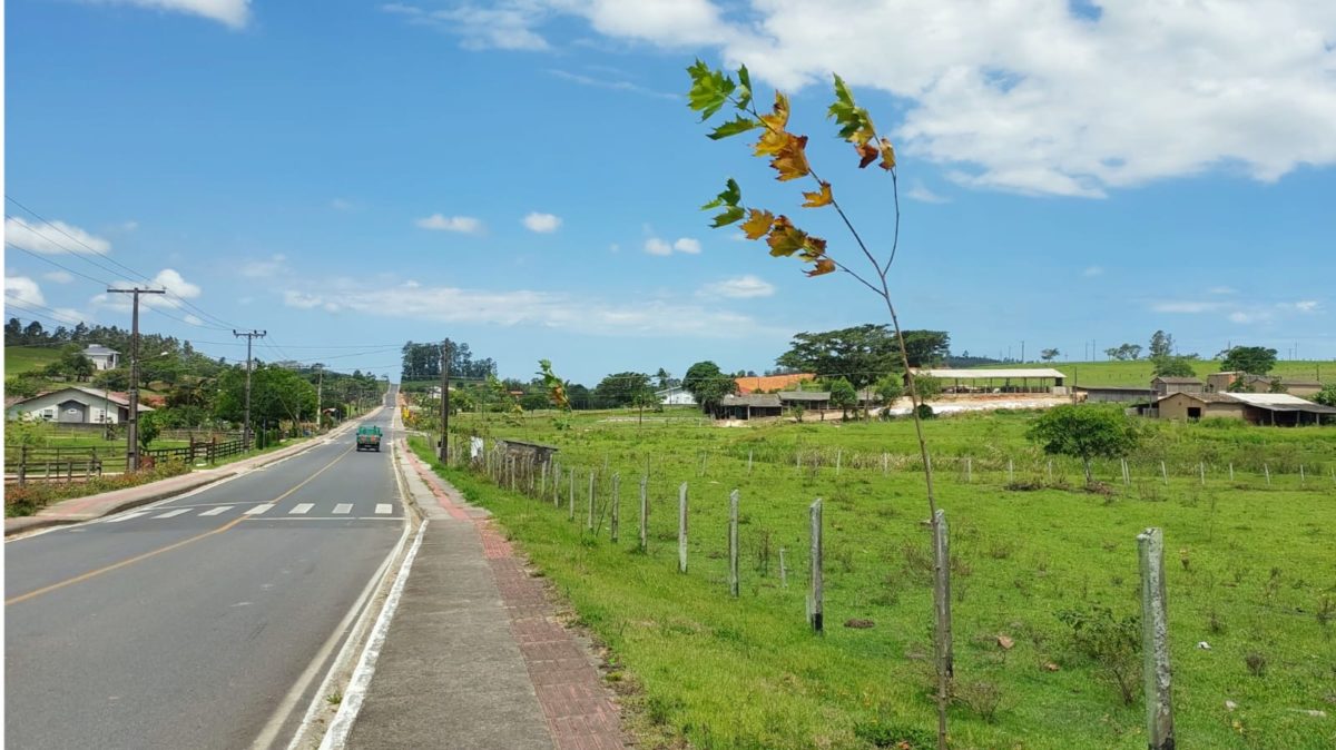 Plantio de árvores na comunidade de Linha Torrens busca embelezamento e atração de turistas